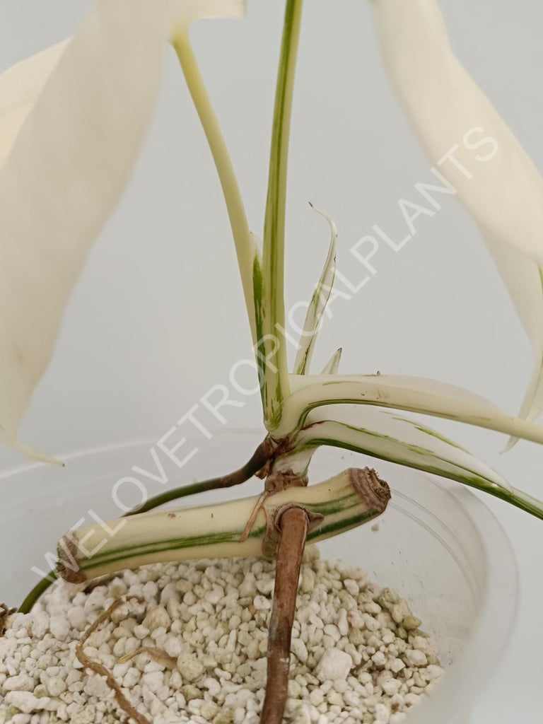 Monstera deliciosa variegata albo extra white