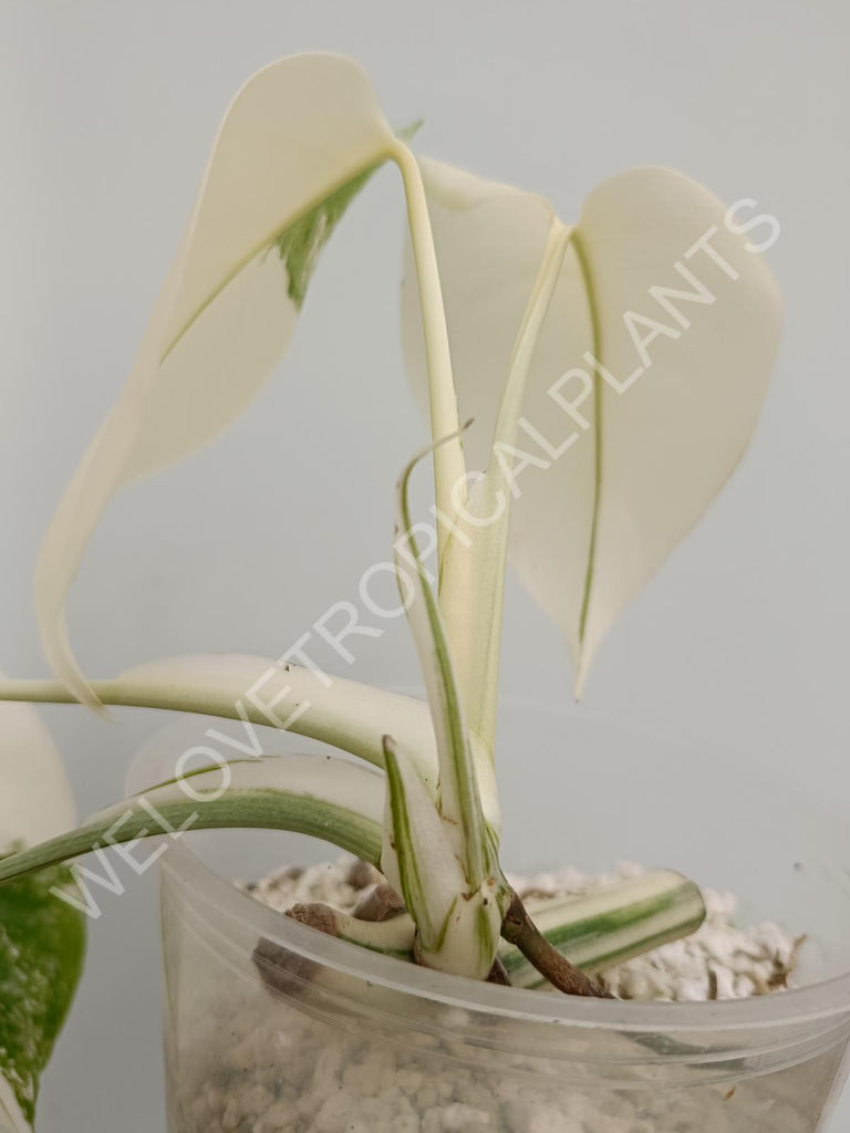 Monstera deliciosa variegata albo extra white