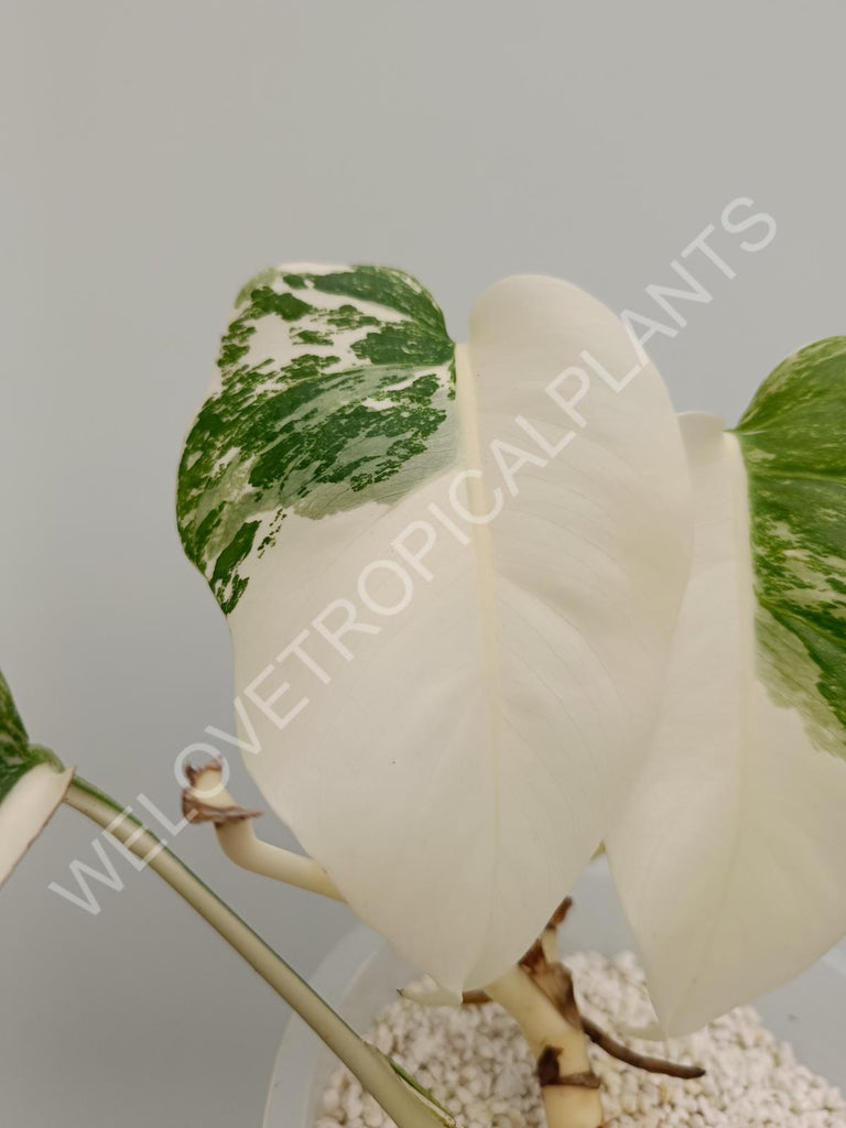 Monstera deliciosa variegata albo extra white