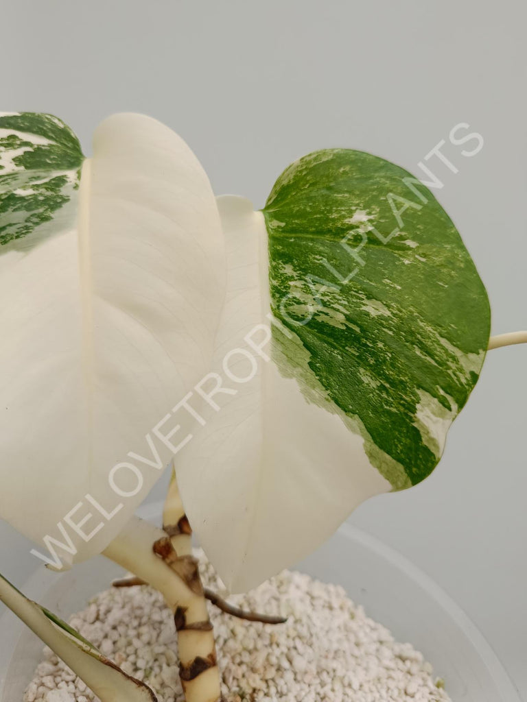 Monstera deliciosa variegata albo extra white