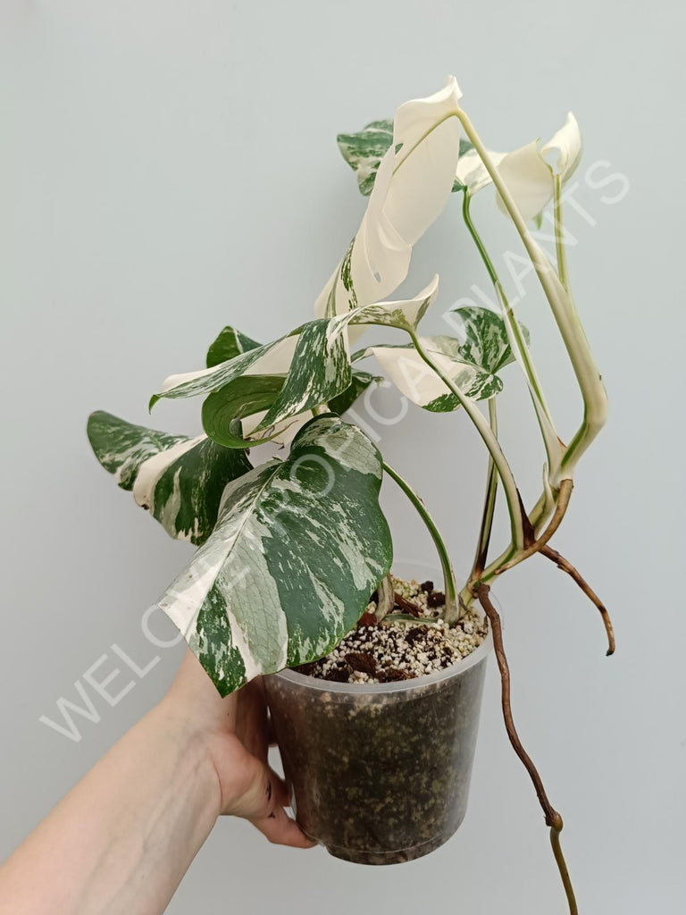 Monstera albo extra white