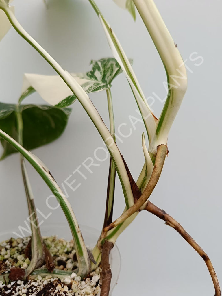 Monstera albo extra white