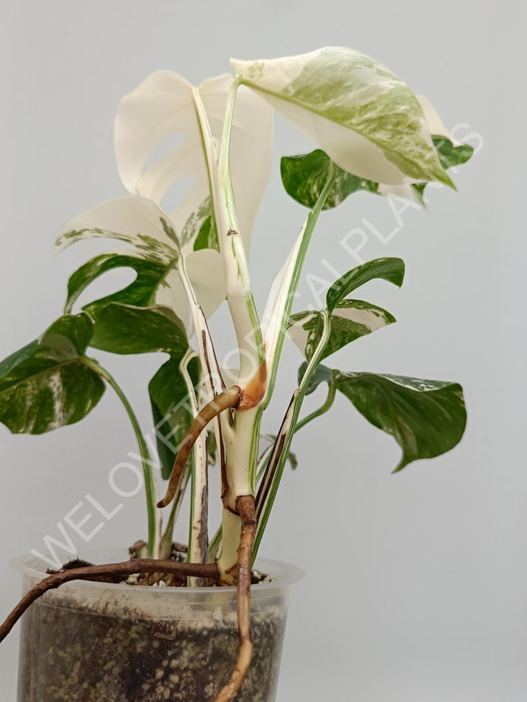 Monstera albo extra white