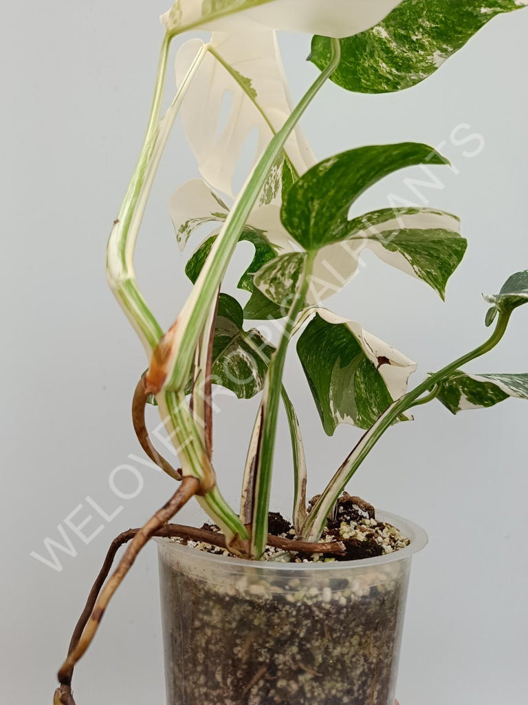 Monstera albo extra white