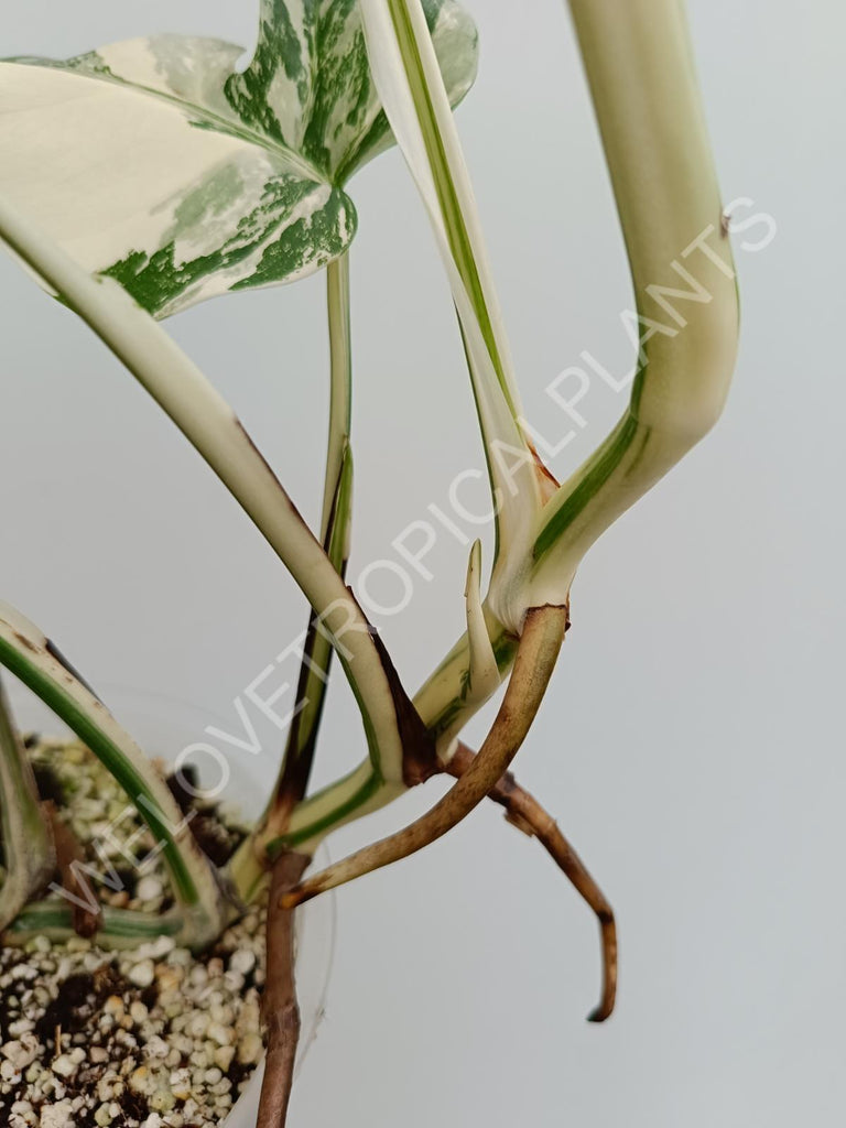 Monstera albo extra white