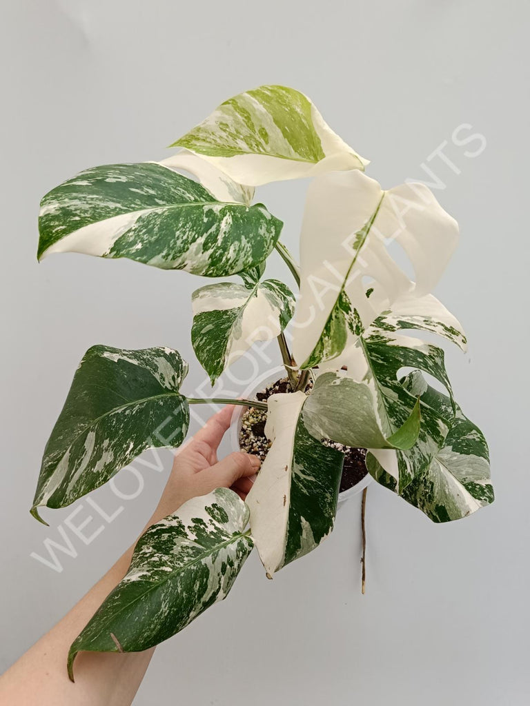 Monstera albo extra white