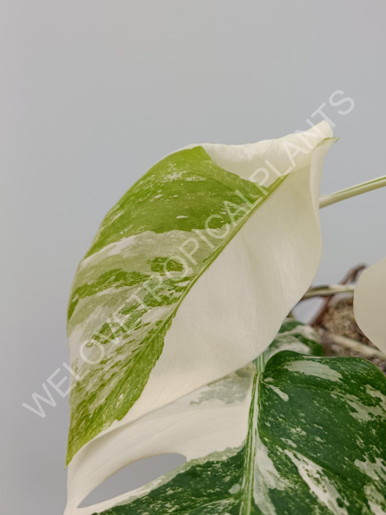 Monstera albo extra white