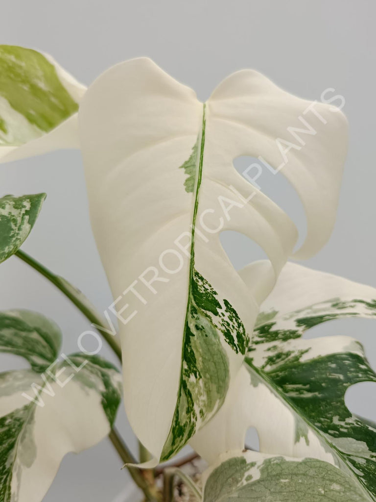 Monstera albo extra white