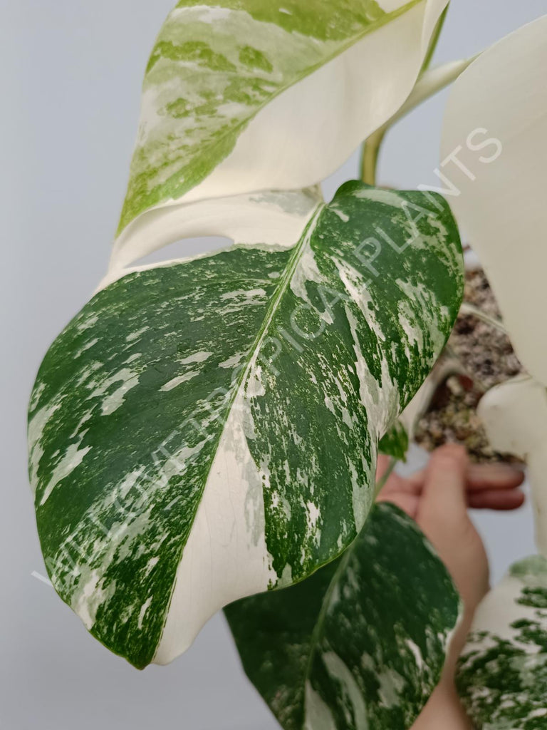 Monstera albo extra white