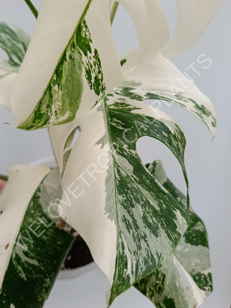 Monstera albo extra white