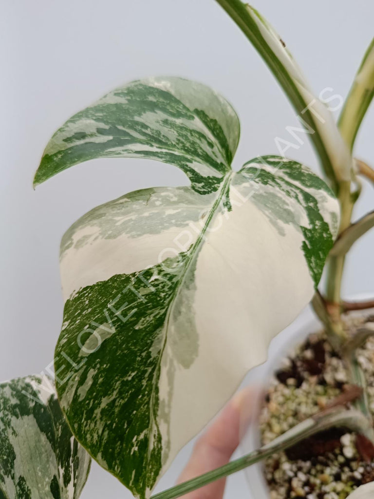 Monstera albo extra white