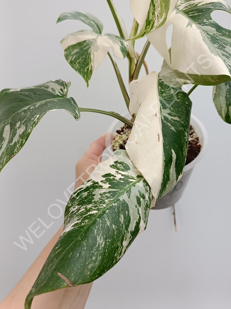 Monstera albo extra white