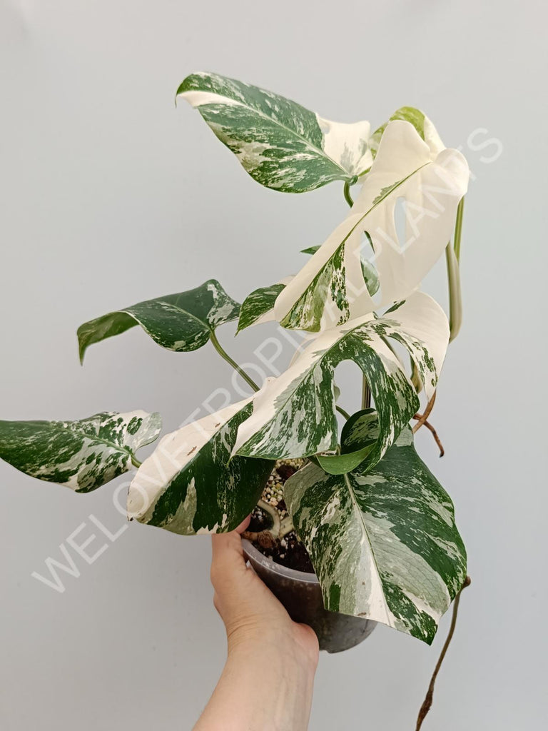 Monstera albo extra white