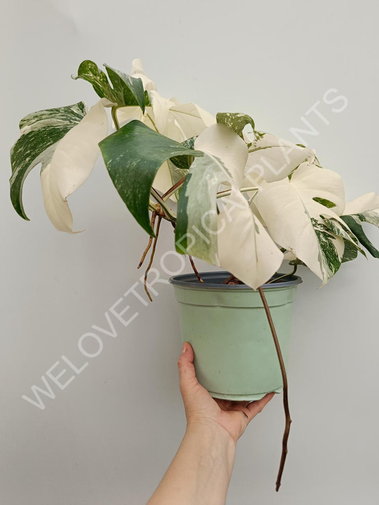 Monstera variegata albo fullmoon