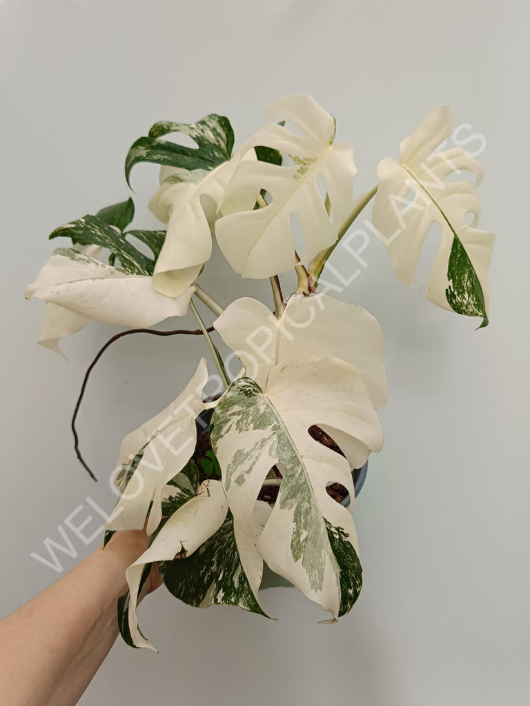 Monstera variegata albo fullmoon