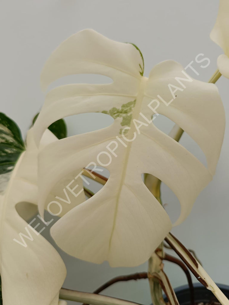 Monstera variegata albo fullmoon