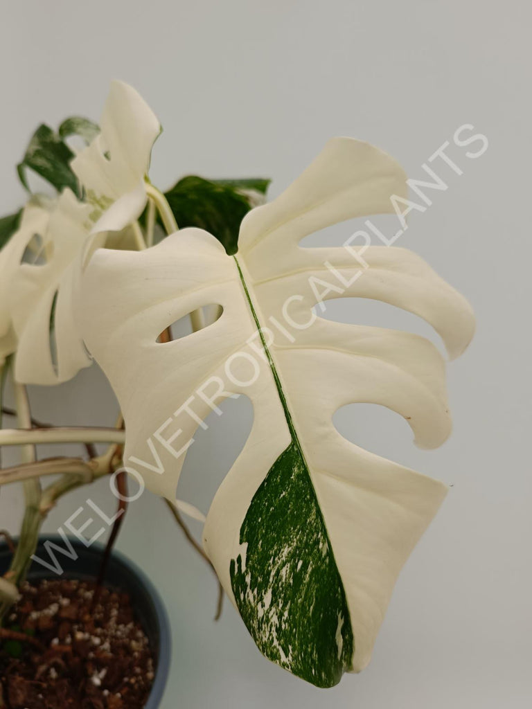 Monstera variegata albo fullmoon