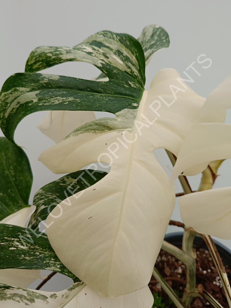 Monstera variegata albo fullmoon