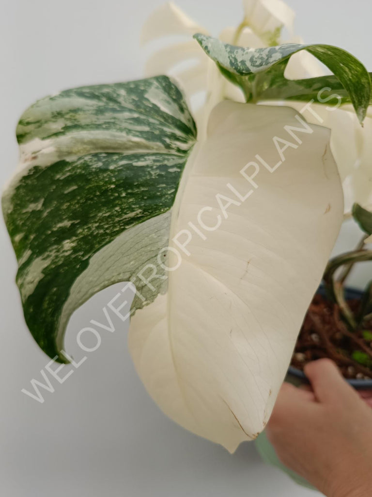 Monstera variegata albo fullmoon