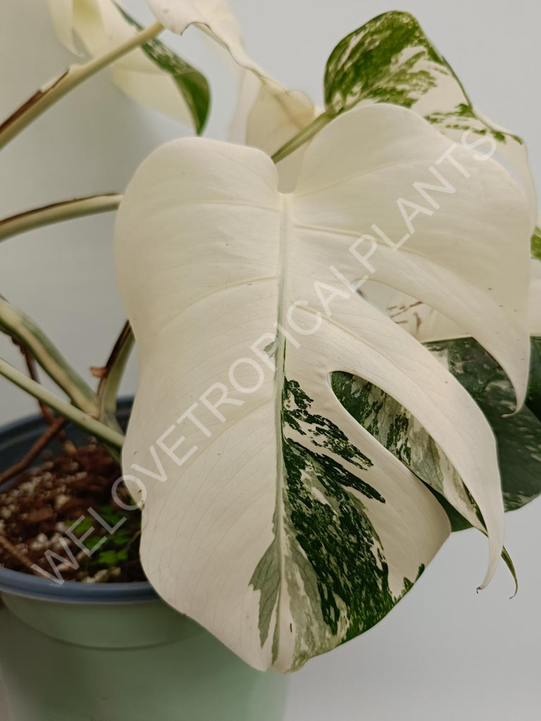 Monstera variegata albo fullmoon