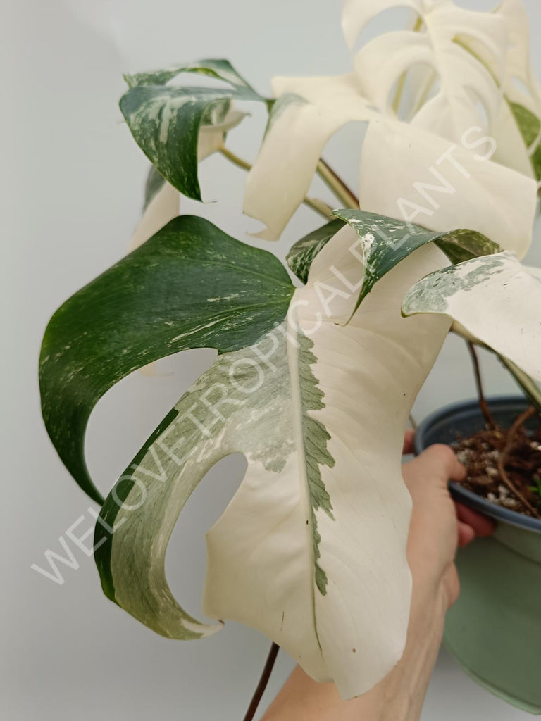 Monstera variegata albo fullmoon