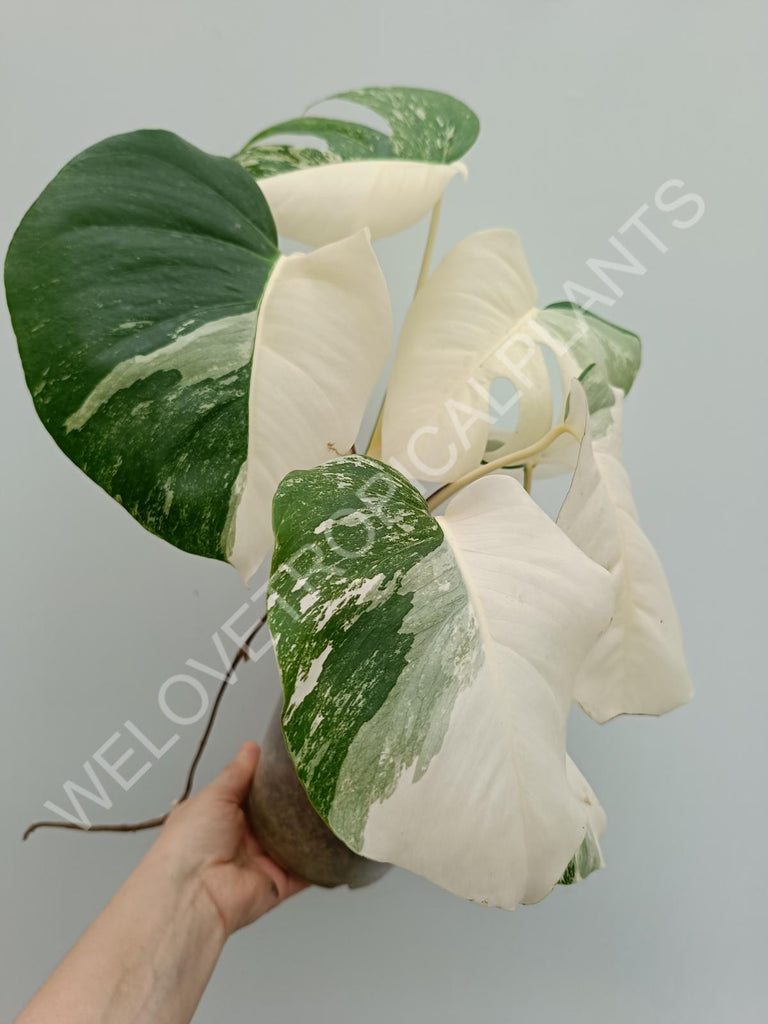 Monstera variegata albo halfmoon