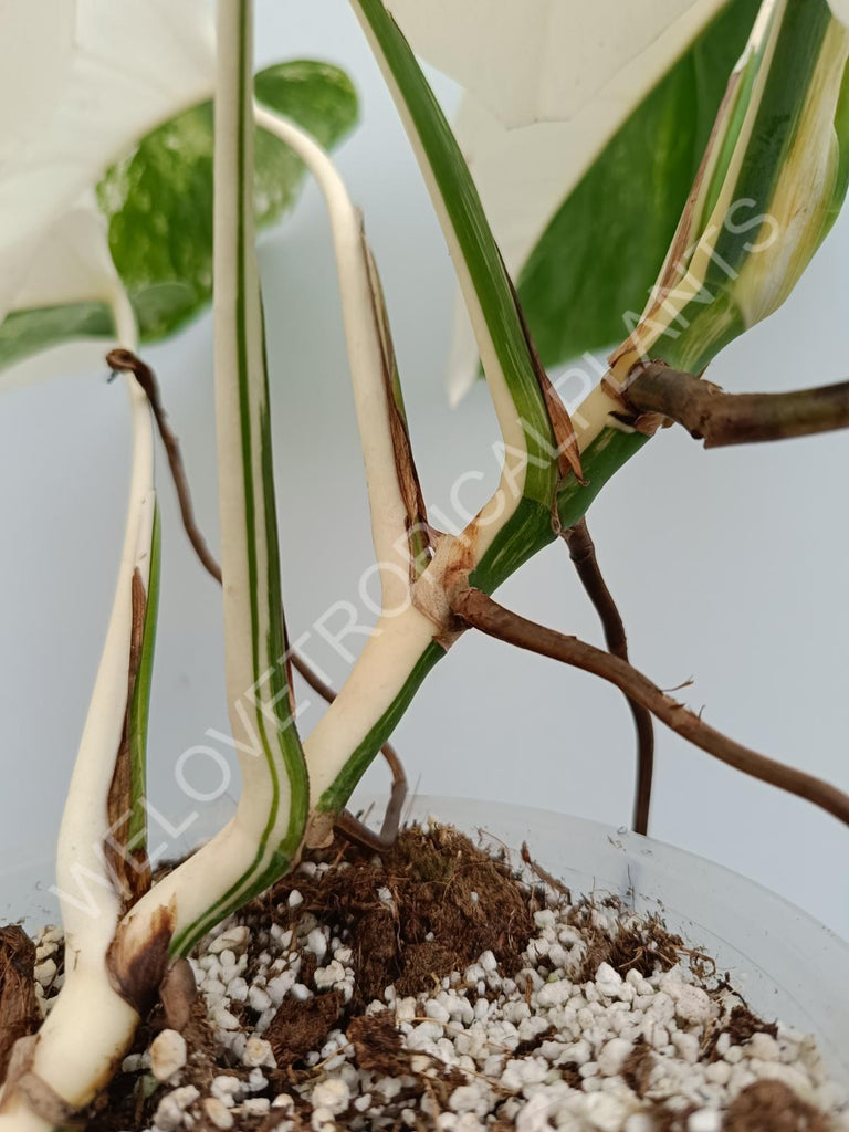 Monstera variegata albo halfmoon