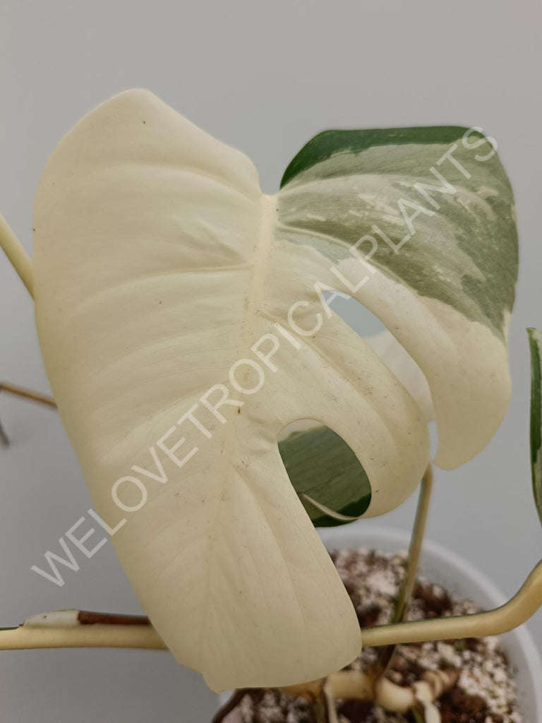 Monstera variegata albo halfmoon