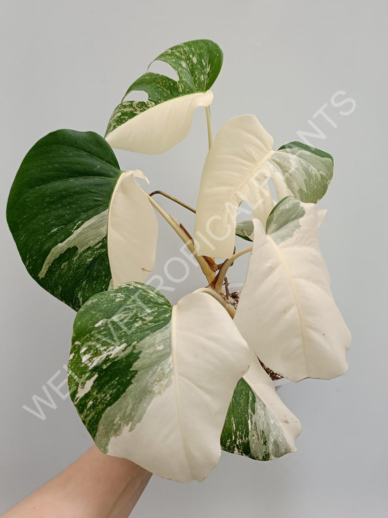 Monstera variegata albo halfmoon