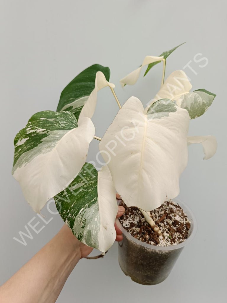 Monstera variegata albo halfmoon