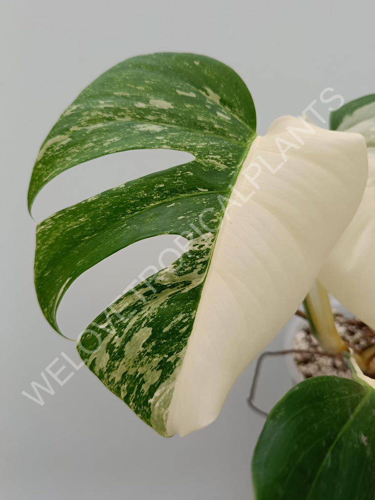 Monstera variegata albo halfmoon