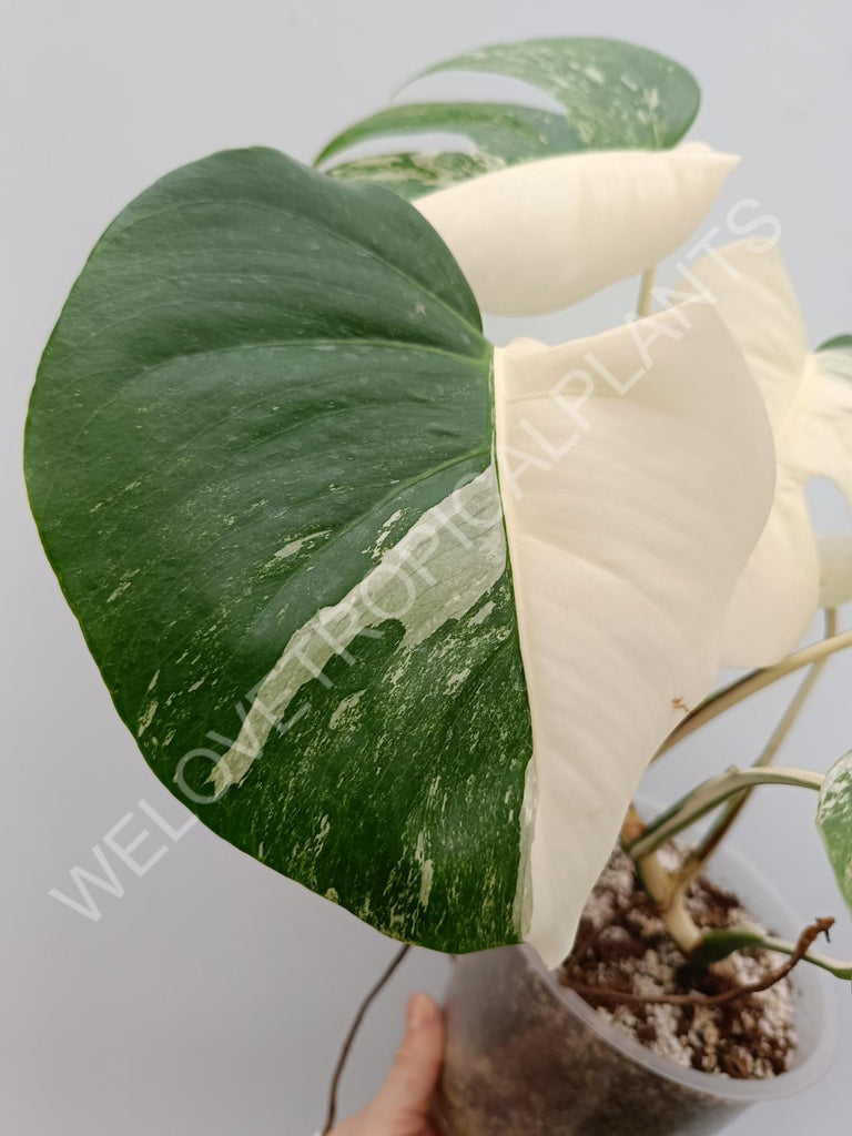 Monstera variegata albo halfmoon