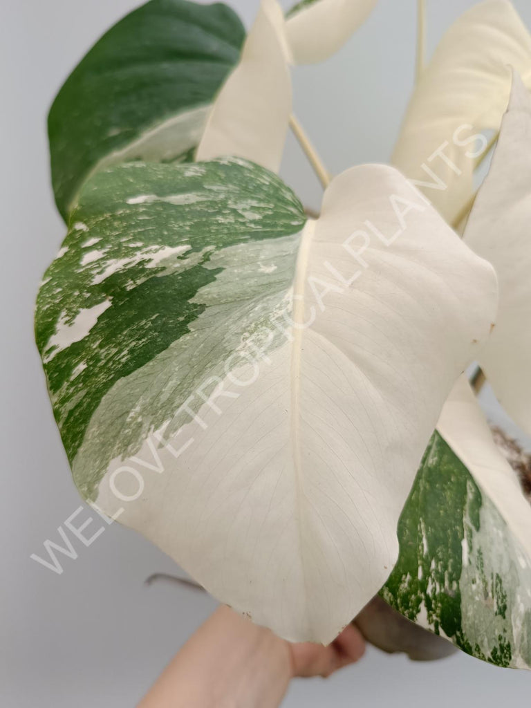 Monstera variegata albo halfmoon