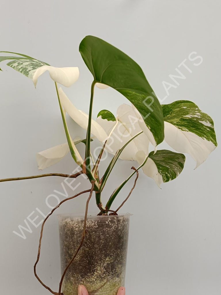 Monstera variegata albo halfmoon