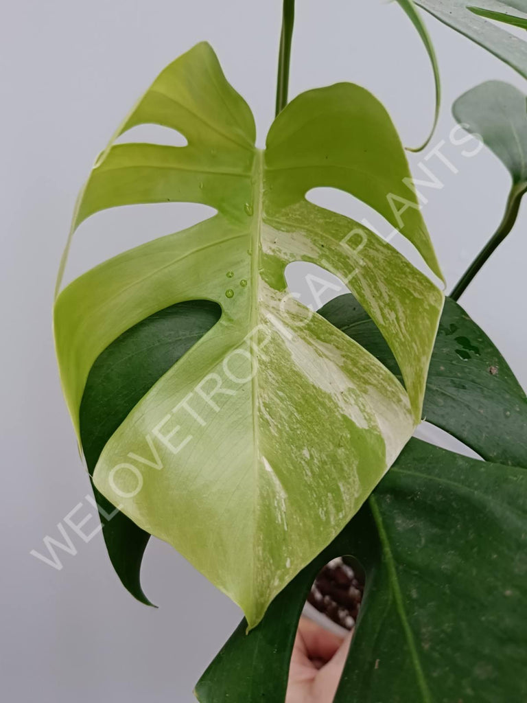 Monstera variegata albo