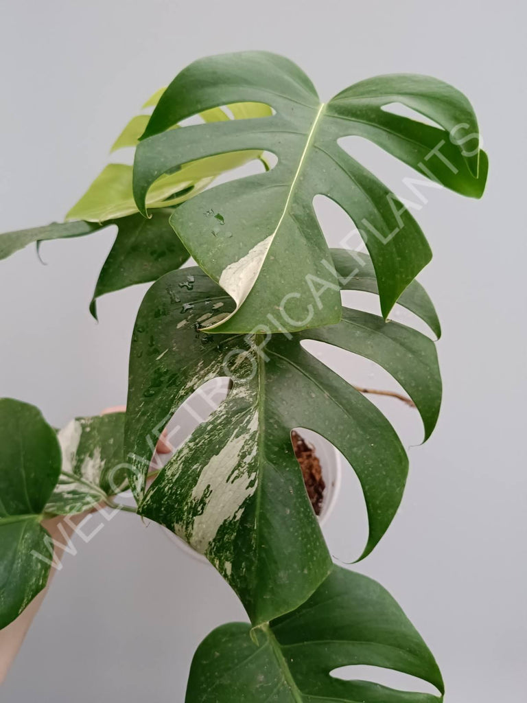 Monstera variegata albo