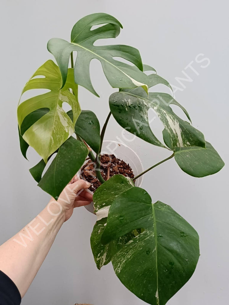 Monstera variegata albo