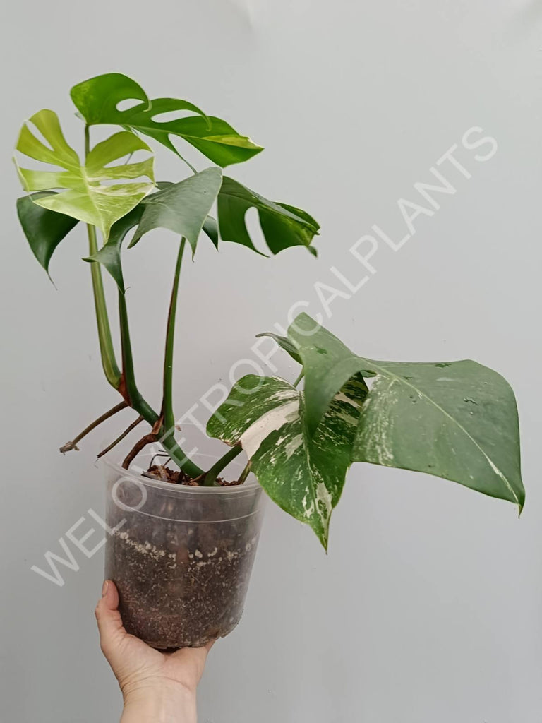 Monstera variegata albo