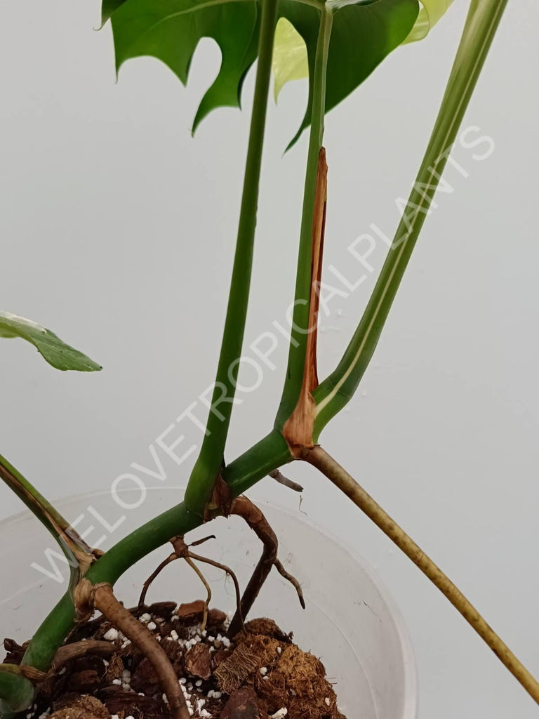 Monstera variegata albo