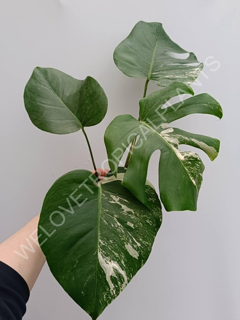 Monstera variegata albo