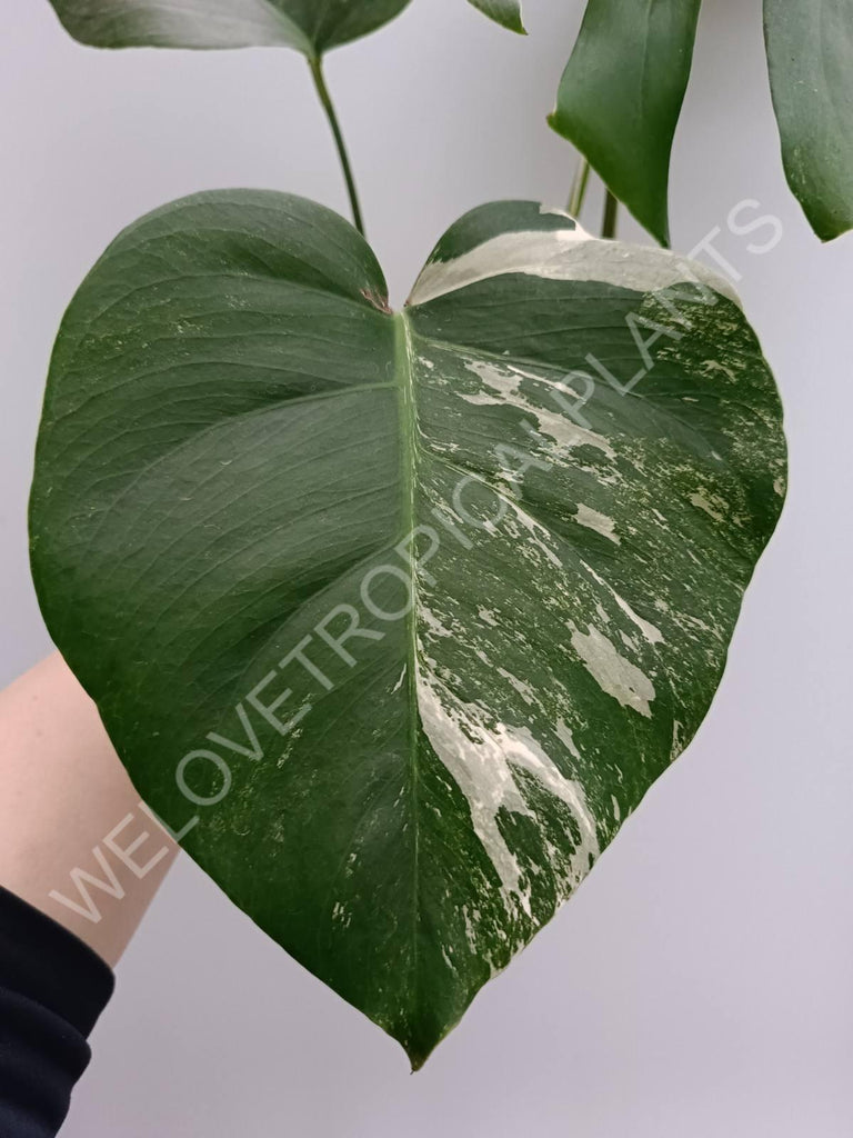 Monstera variegata albo