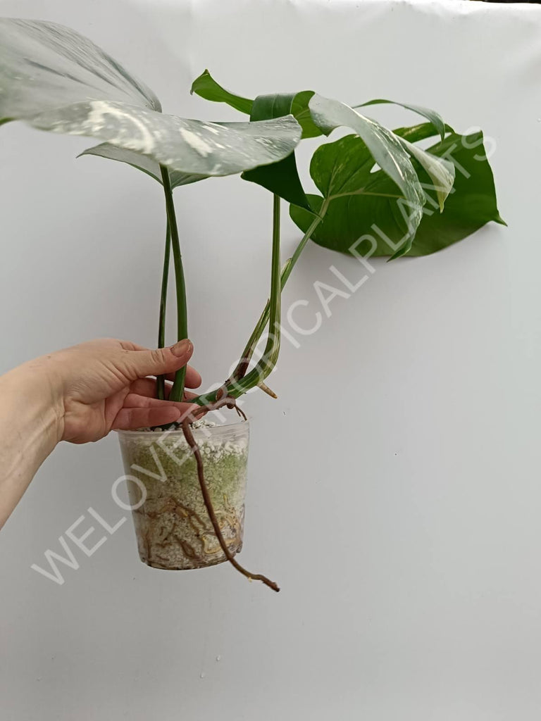 Monstera variegata albo