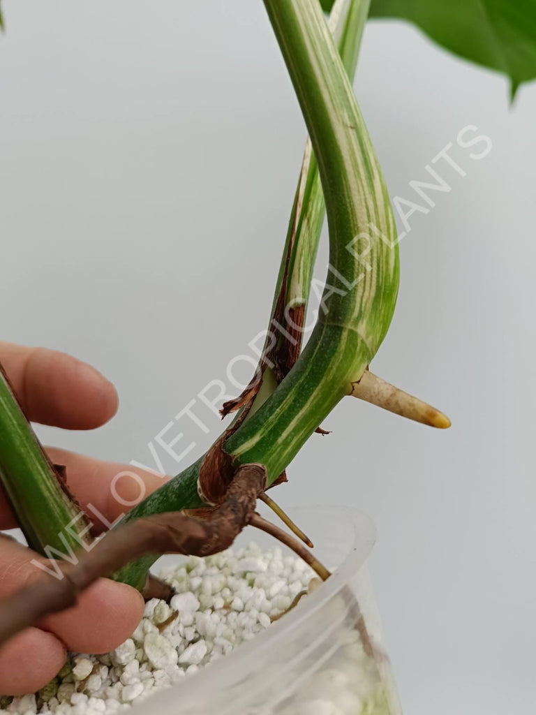 Monstera variegata albo