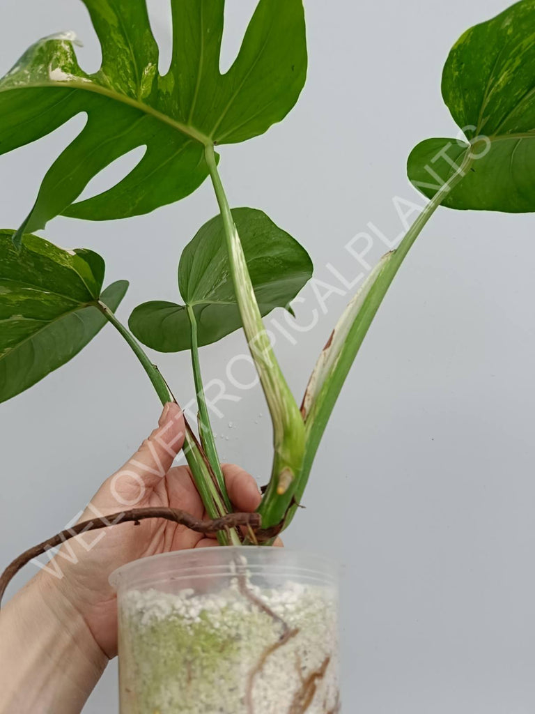 Monstera variegata albo