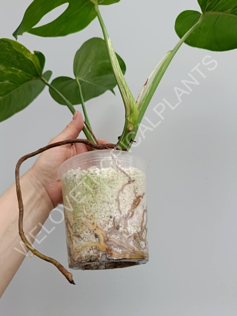 Monstera variegata albo