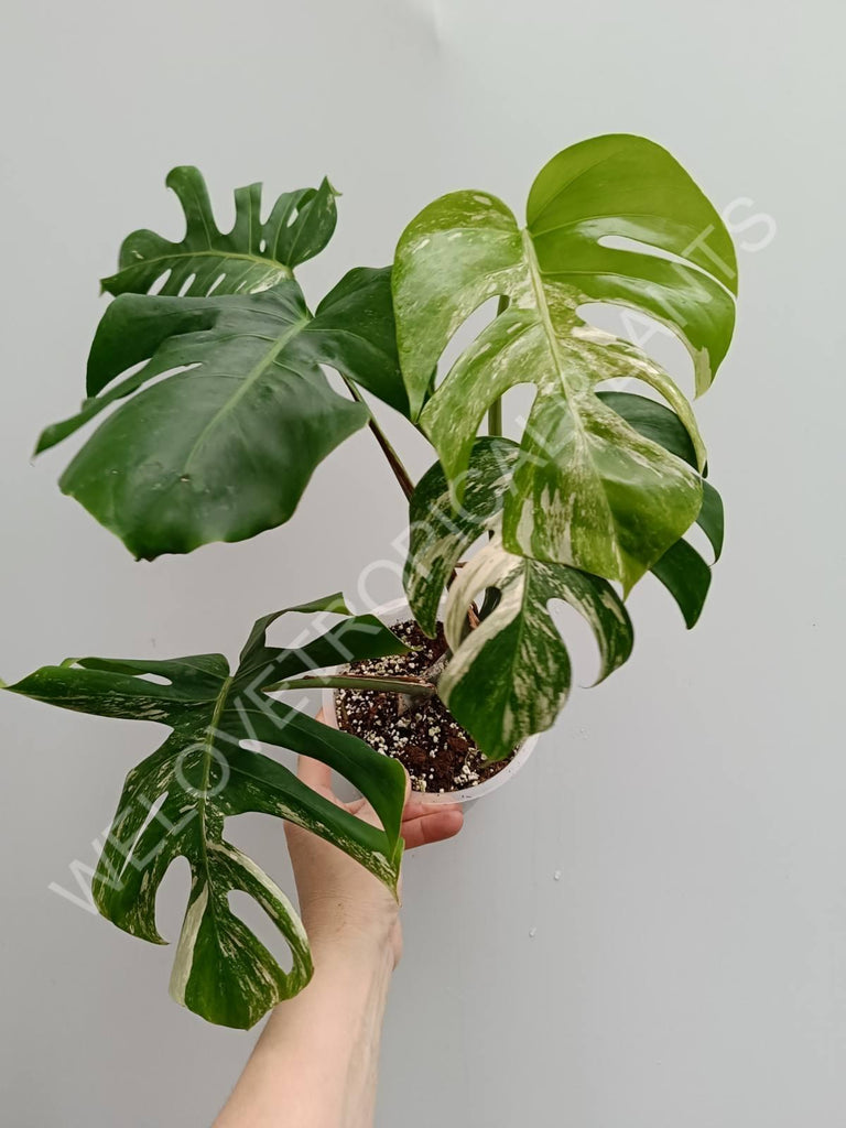 Monstera variegata albo