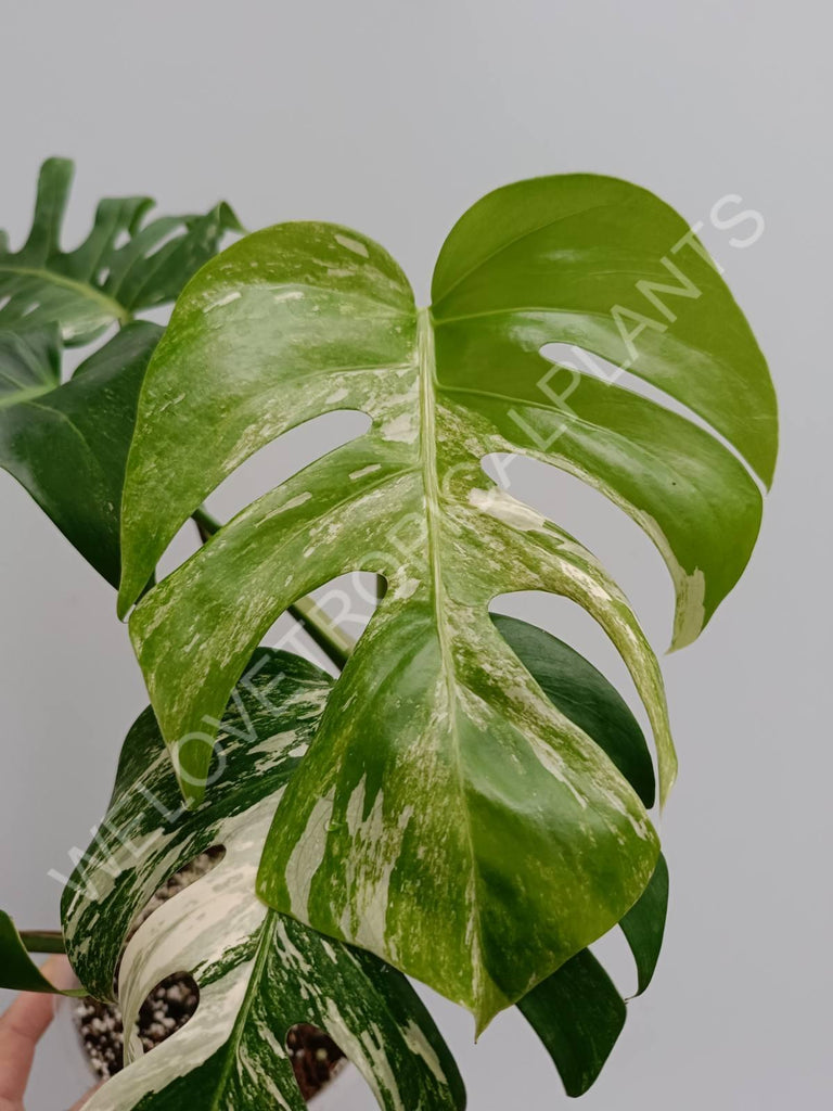 Monstera variegata albo