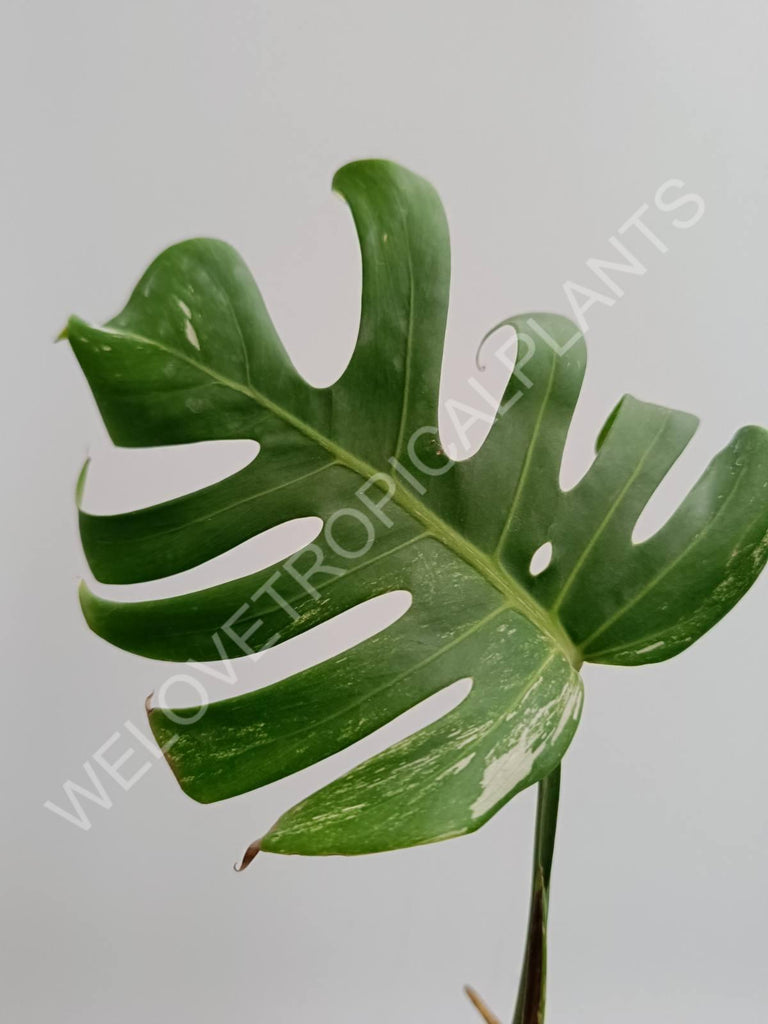 Monstera variegata albo