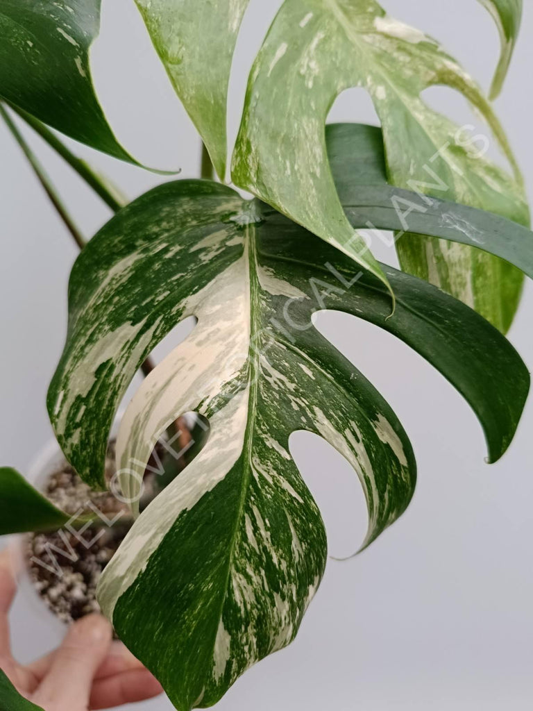 Monstera variegata albo