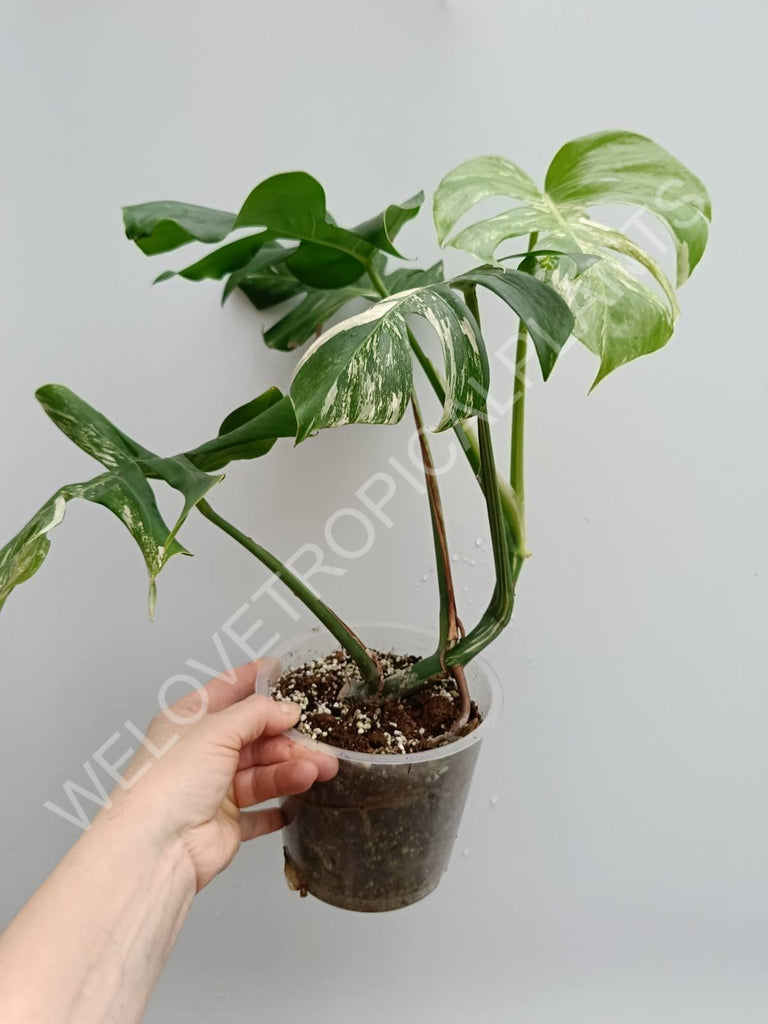 Monstera variegata albo